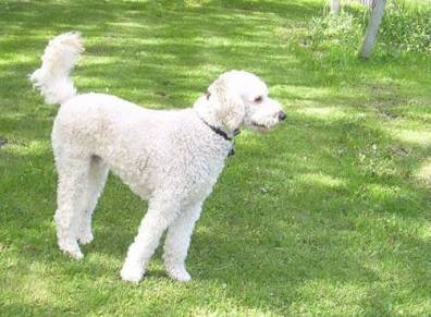 Blog photo - Felicity pet